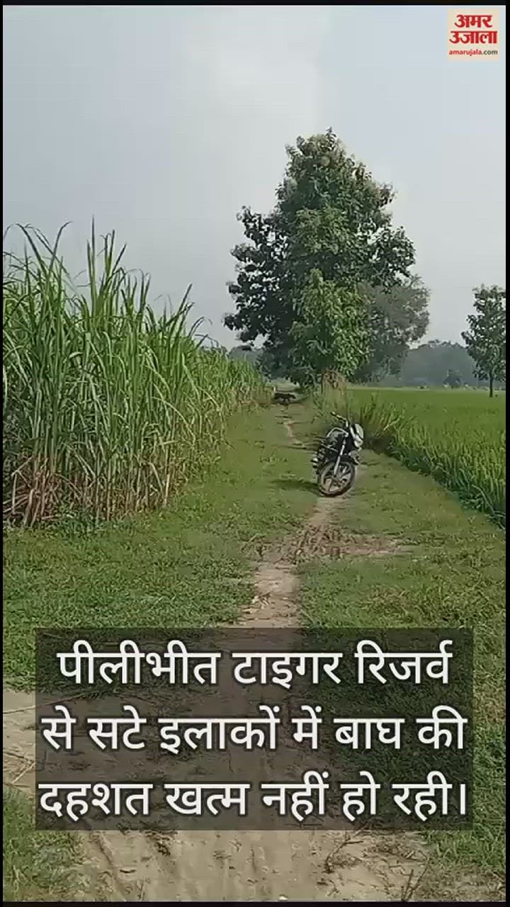 VIDEO : पीलीभीत टाइगर रिजर्व से सटे इलाकों में बाघ का आतंक, ग्रामीणों ने खेतों पर जाना छोड़ा