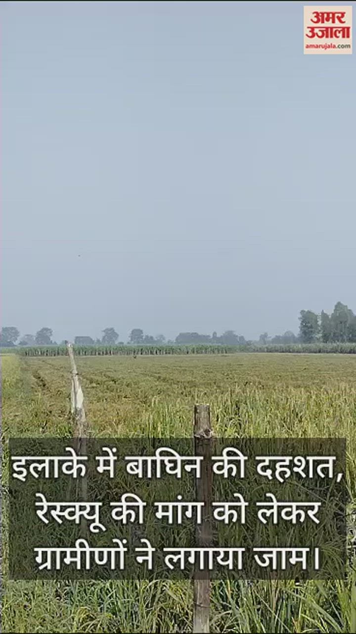 VIDEO : पीलीभीत के डगा गांव में गन्ने के खेत से निकली बाघिन ने मारा झपट्टा, बाल-बाल बचा ग्रामीण