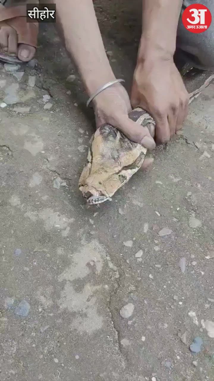 Sehore news: A 13 feet long injured python was found in a field in Budhni, villagers panicked...VIDEO