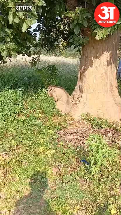 Injured wild boar reaches village outskirts; shows signs of injury below the ear; dies during treatment; suspe