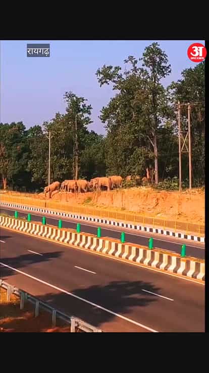 A herd of 19 elephants was spotted crossing a Bharatmala road in Raigarh, bringing traffic to a halt;