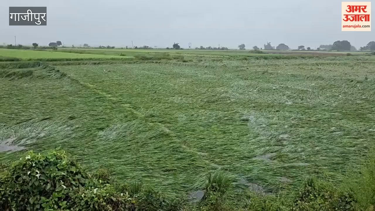 Farmers left reeling in just three days; standing paddy crops flattened in the fields;video