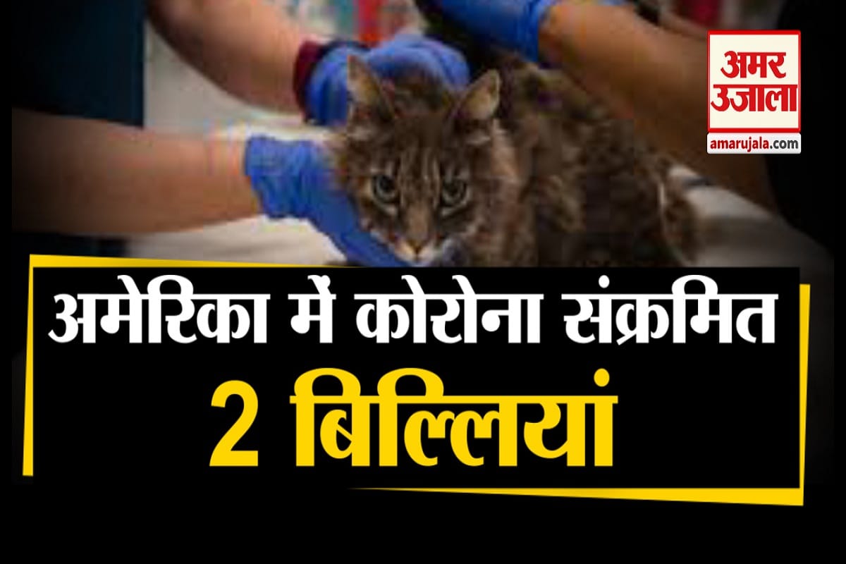 बिल्ली