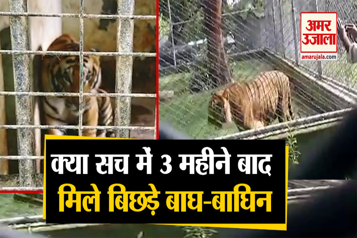 बाघ