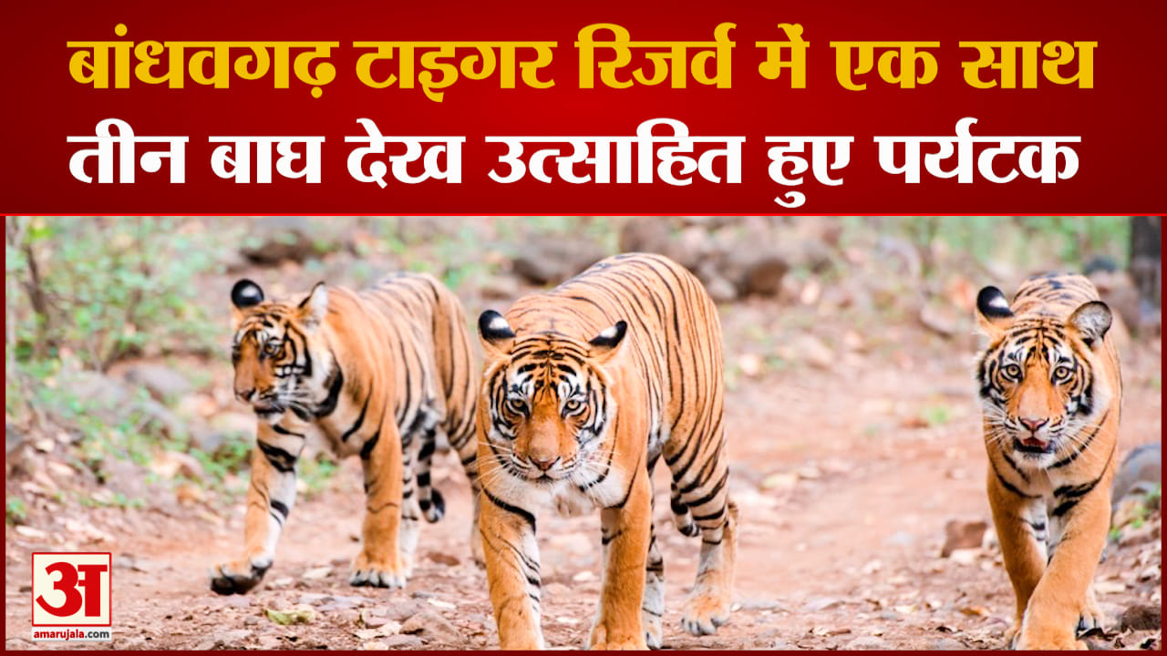 बांधवगढ़ में एक साथ दिखे तीन बाघ